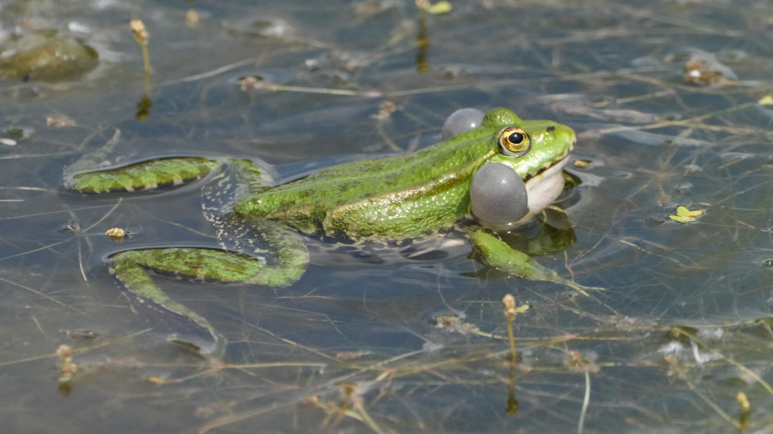Groene kikker