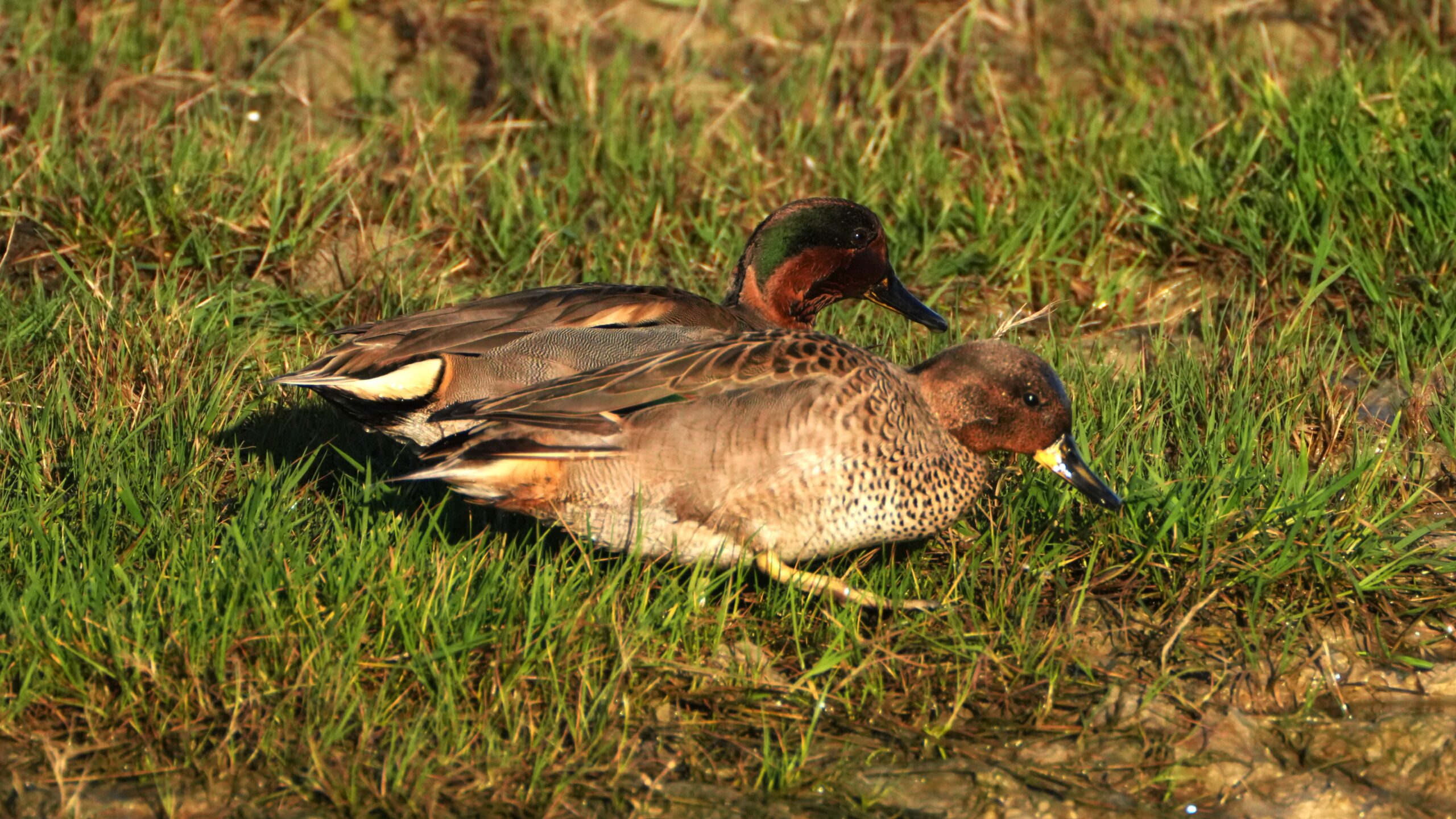 Een wintertaling … een kleurenpracht bij zonlicht