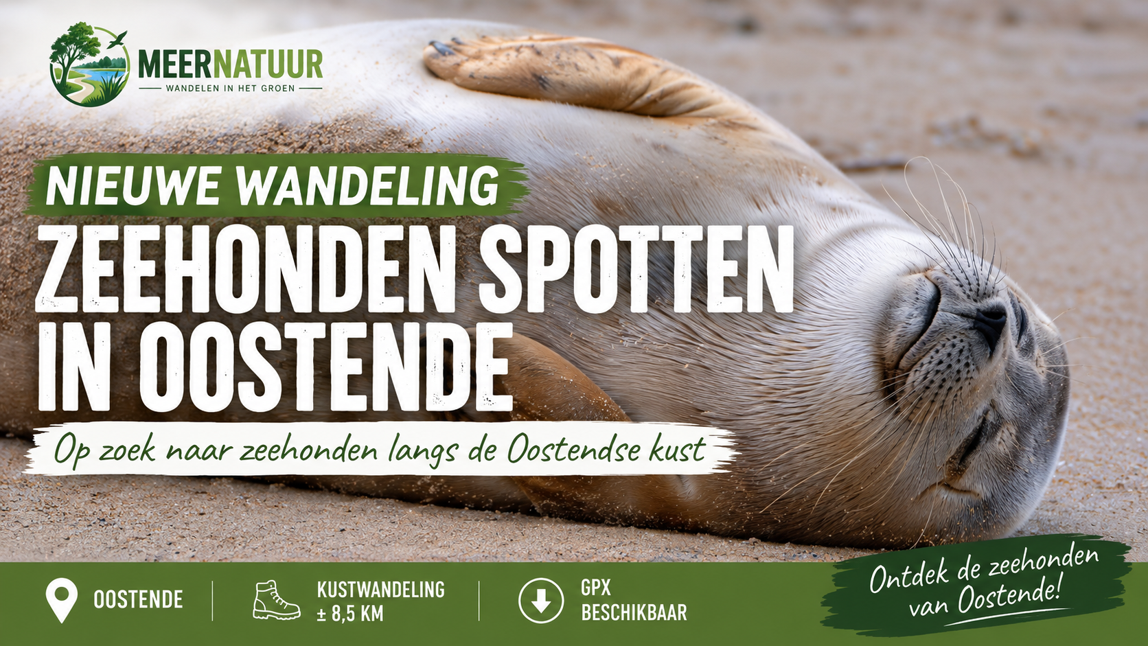 Zeehonden in Oostende