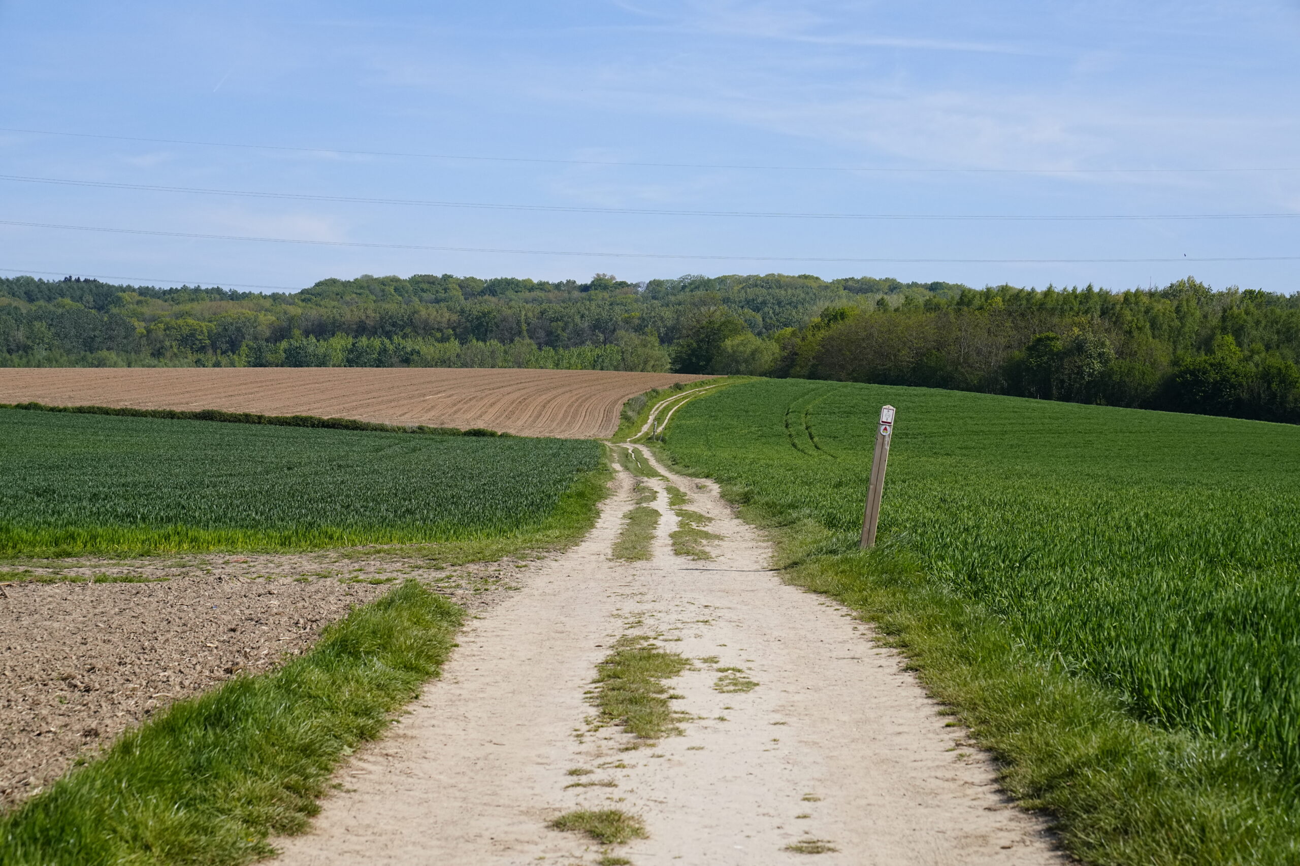 Natuurwandeling door het Raspaillebos