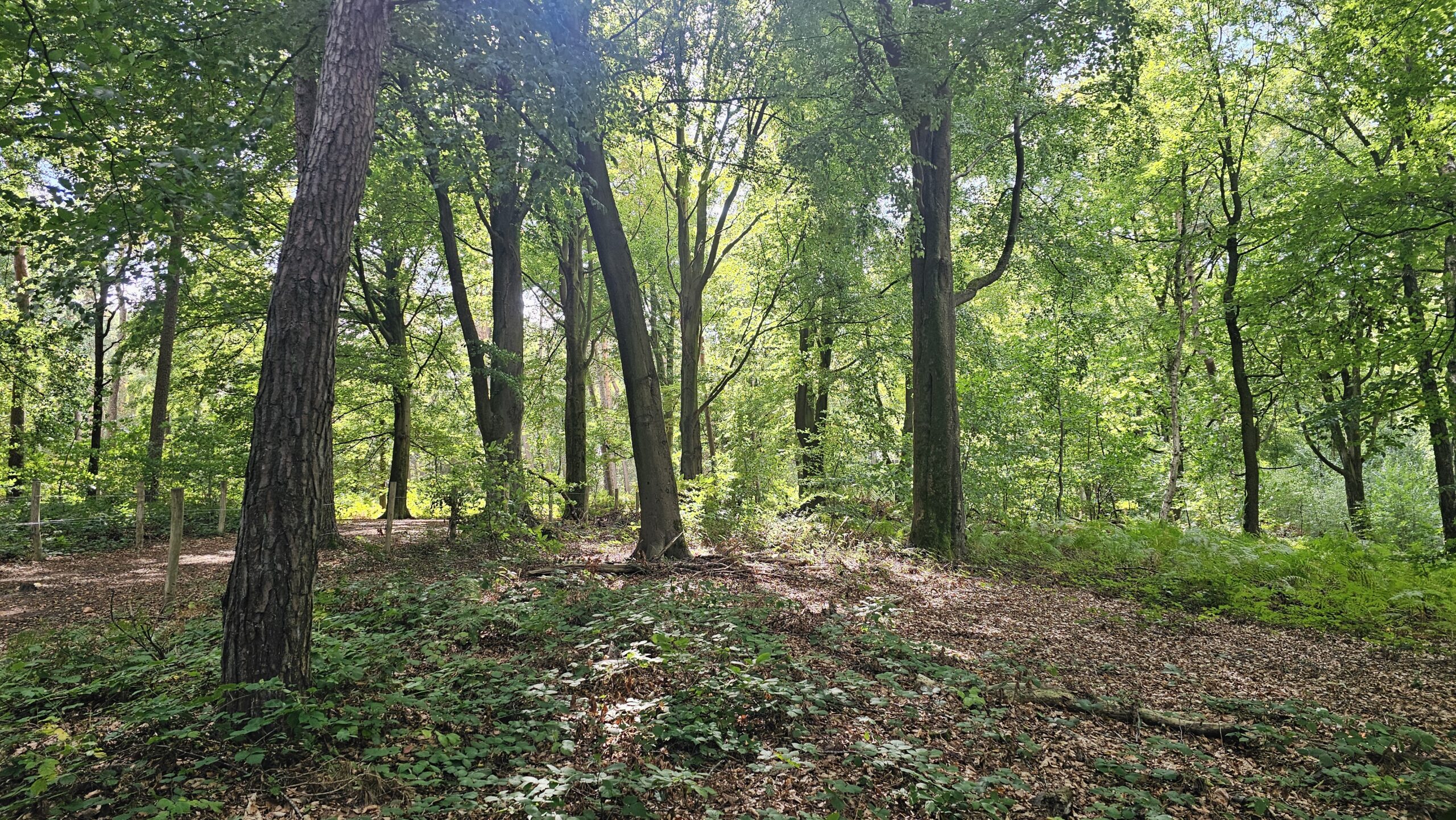 Het Kluisbos