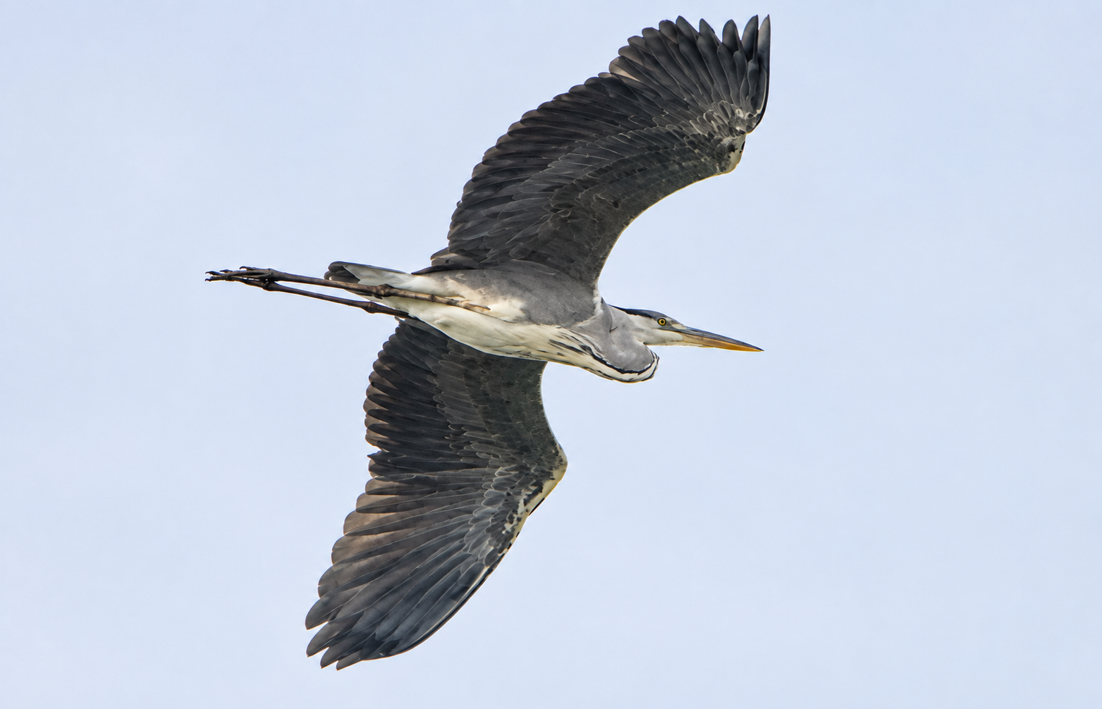 Blauwe reiger in de Hobokense Polder