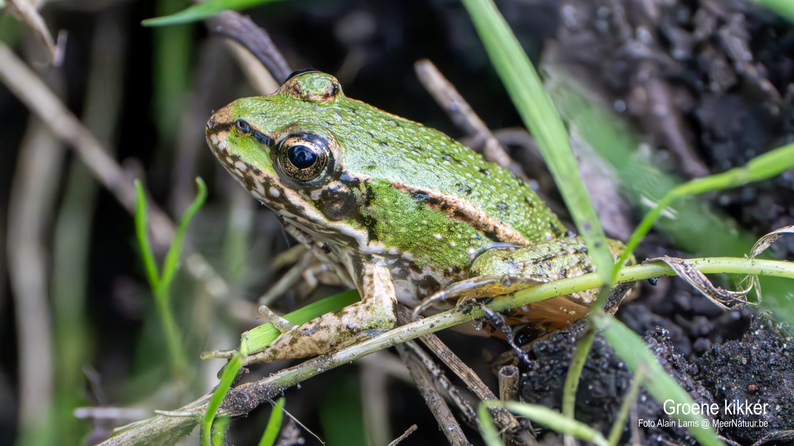 Groene kikker in de Hobokense Polder