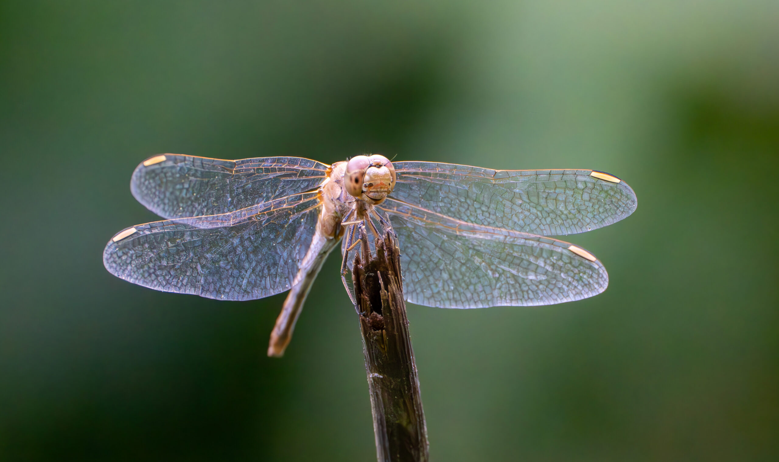 Heidelibel in de Hobokense Polder