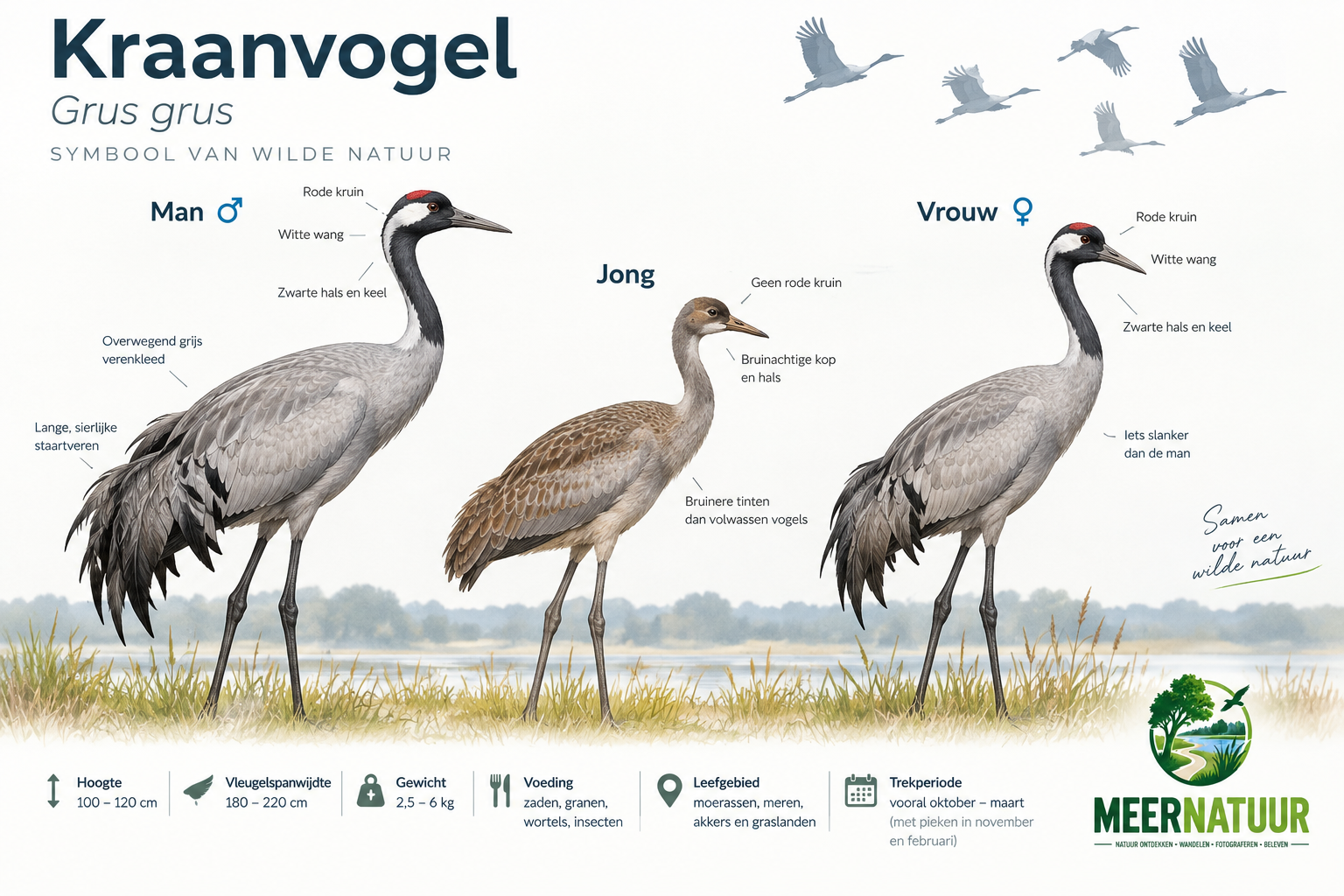 Observatieplaats aan het Lac du Der