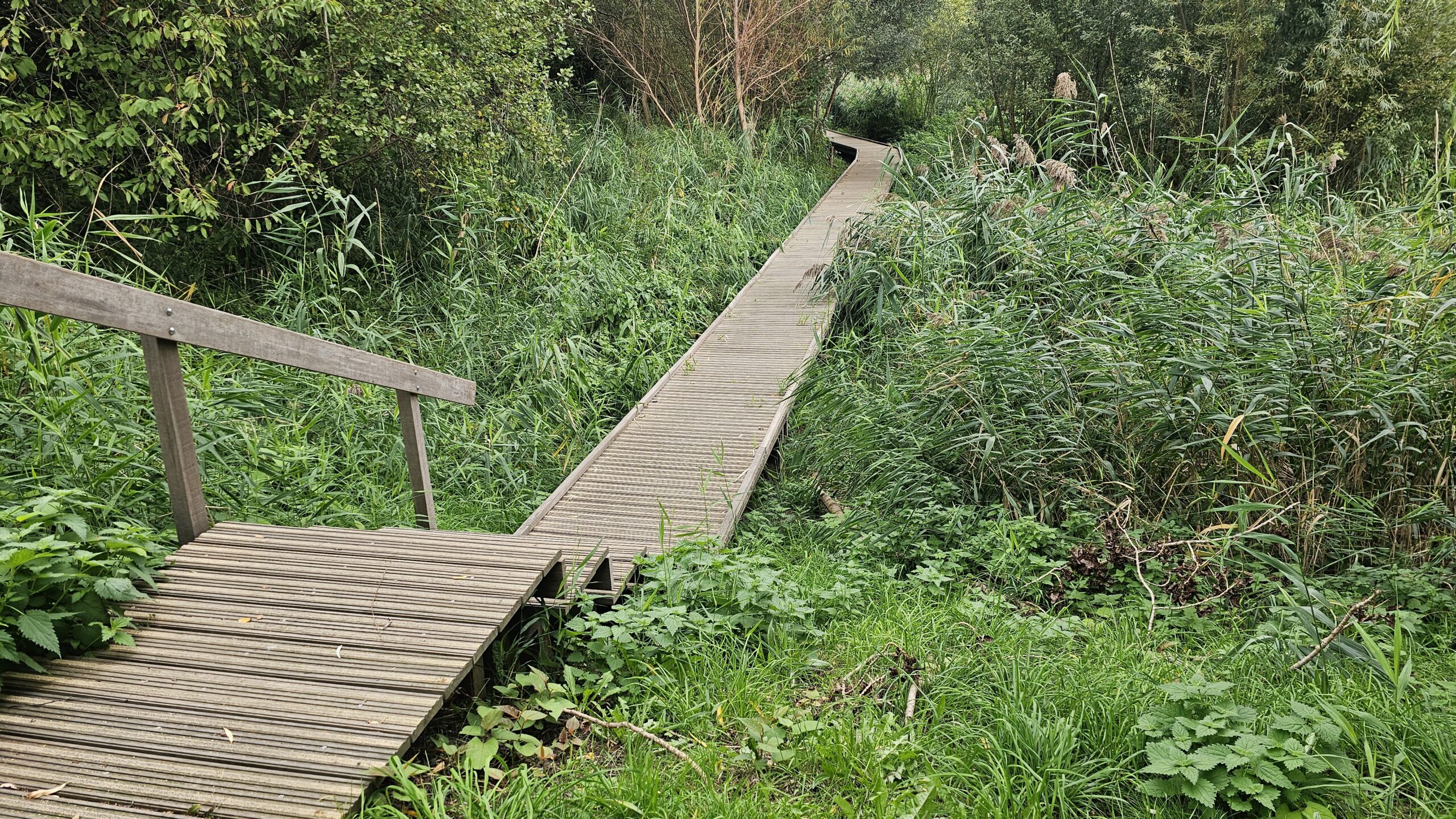 Vlonderpad door de natuur van de Hobokense Polder